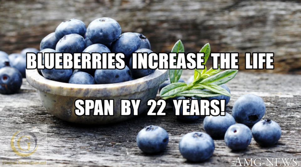 Research: Blueberries Increase The Life Span by 22 Years (video)